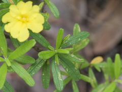 Hibbertia furfuracea