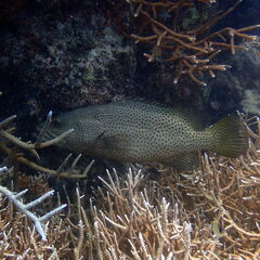 Anyperodon leucogrammicus