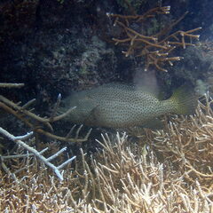 Anyperodon leucogrammicus