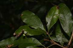 Heritiera trifoliolata