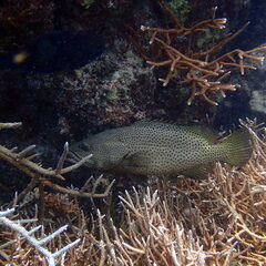 Anyperodon leucogrammicus