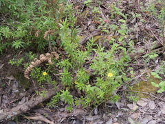 Hibbertia furfuracea