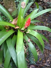 Guzmania berteroniana