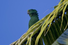 Amazona ochrocephala