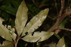 Heritiera trifoliolata