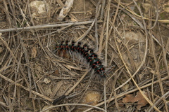 Chondrostega vandalicia