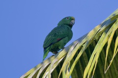 Amazona ochrocephala image