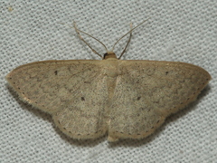 Scopula optivata