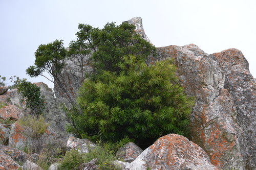 Podocarpus milanjianus image