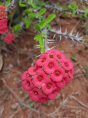 Euphorbia milii