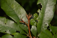 Heritiera trifoliolata