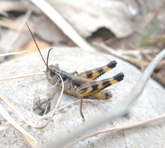 Boopedon flaviventris