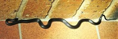Cryptophis nigrescens