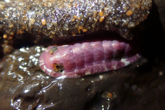 Polyplacophora