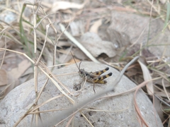 Boopedon flaviventris