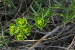 Euphorbia serrata