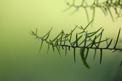 Acacia rupicola