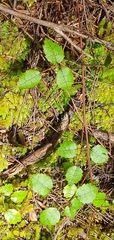 Rubus australis