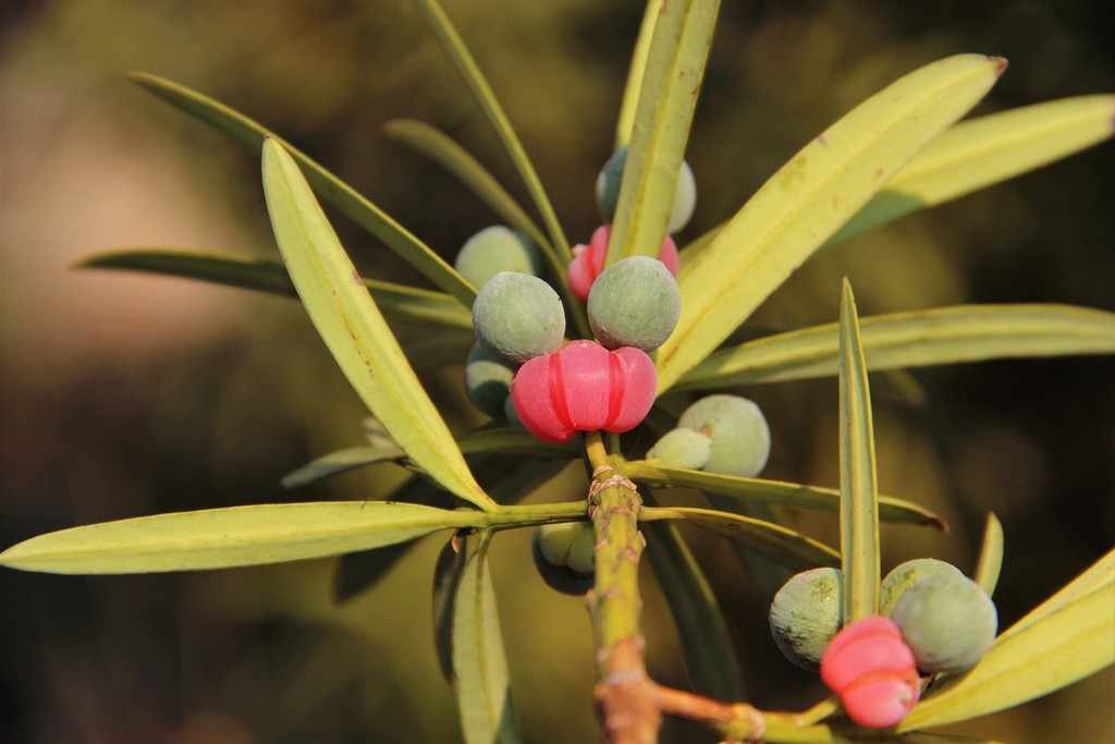 East African Yellowwood