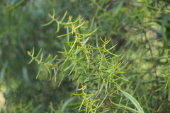 Acacia rupicola