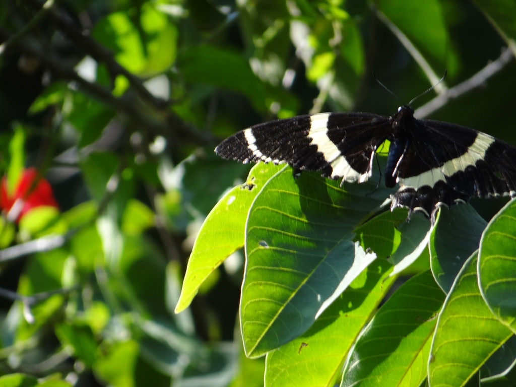 Magnificent Swallowtail From Magallanes On November At Am By Pedro Lucero T