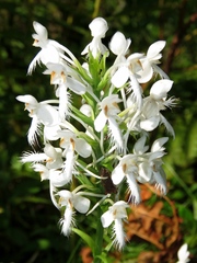 Platanthera blephariglottis