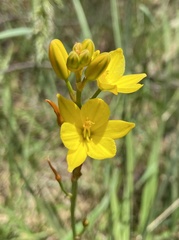 Bulbine bulbosa