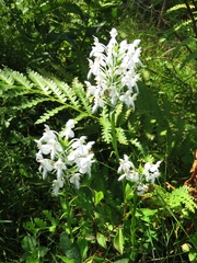 Platanthera blephariglottis