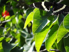 Papilio garamas