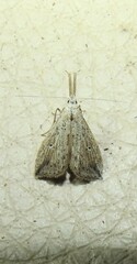 Trigonistis asthenopa