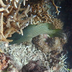 Anyperodon leucogrammicus