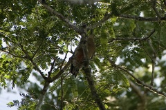 Melanerpes