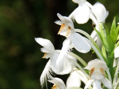 Platanthera blephariglottis