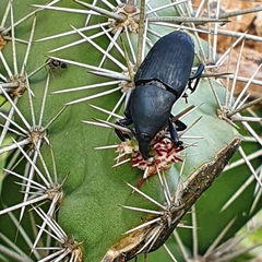 Cactophagus spinolae validus