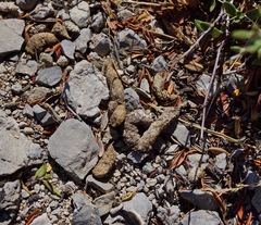 Marmota flaviventris