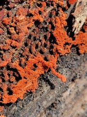 Metatrichia vesparium