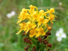Platanthera cristata