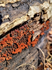 Metatrichia vesparium