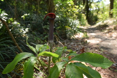 Arisaema