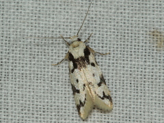 Sympoecila delotypa