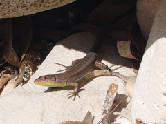 Podarcis melisellensis