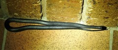 Cryptophis nigrescens