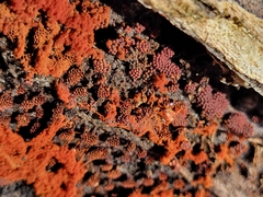 Metatrichia vesparium