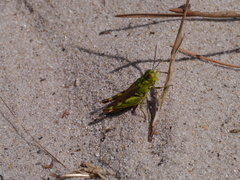 Chorthippus binotatus