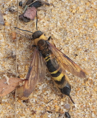 Eriotremex formosanus