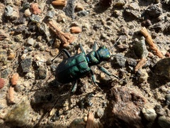 Cicindela purpurea