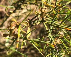 Acacia spinescens