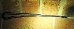 Cryptophis nigrescens