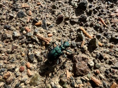 Cicindela purpurea