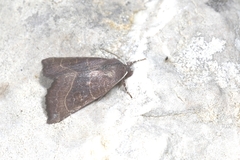 Atethmia ambusta